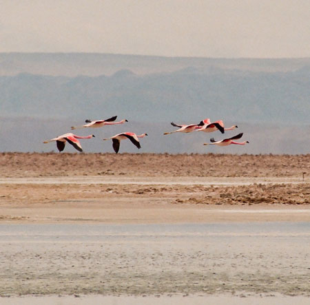 Salt Flats3