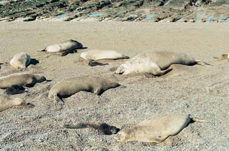 Elephant Seals