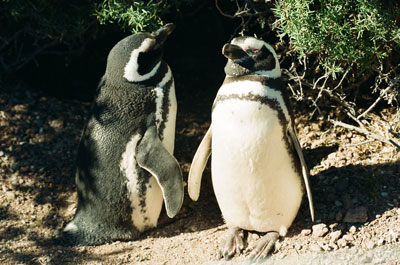 Penguins