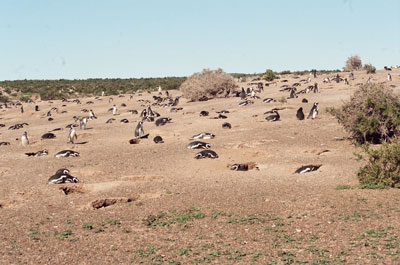 Penguin Burrows