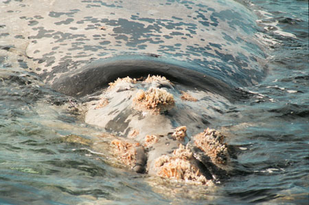 Whale Barnacles