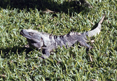 Iguana