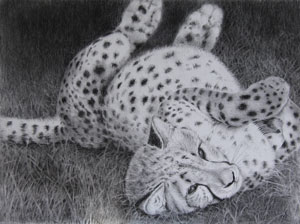 Cheetah Cub