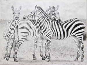 zebras