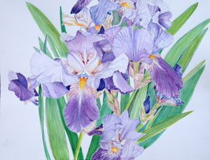 Irises