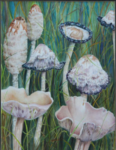 Toadstools