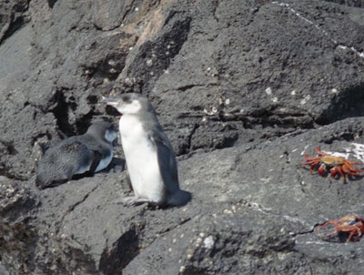 Penguins