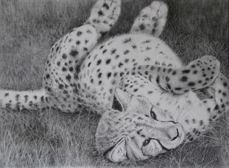 Cheetah