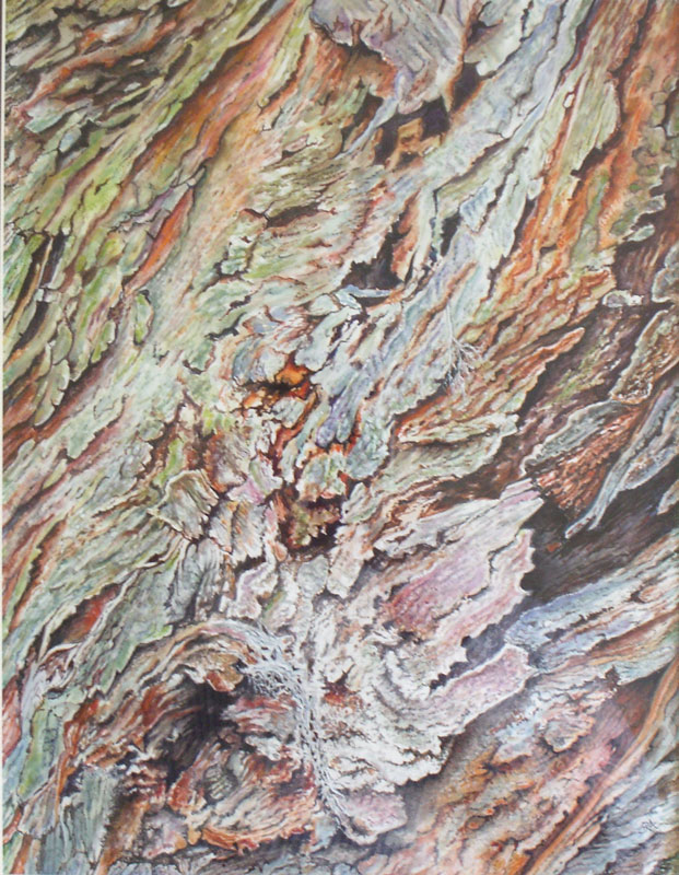 Tree Bark