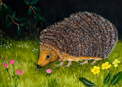 Hedgehog 1