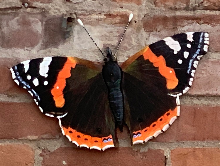 Red Admiral