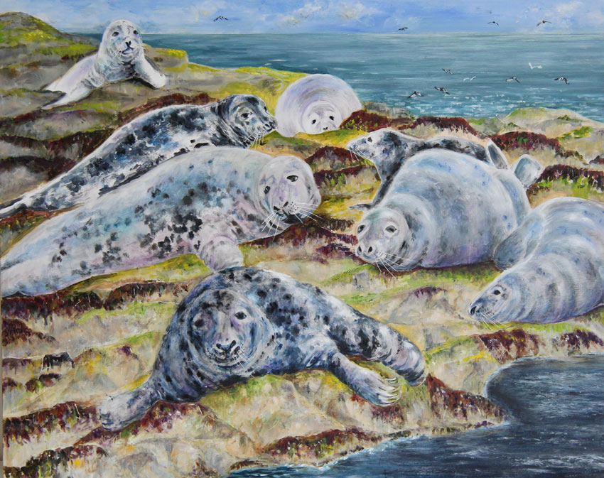 Grey Seals