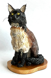 Main Coon