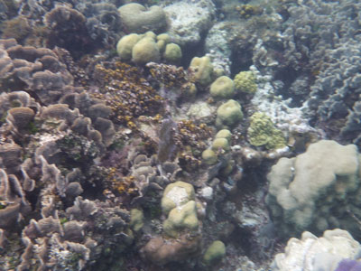 Corals