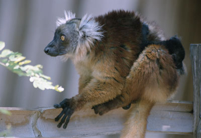 Black Lemur