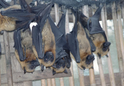 Bats