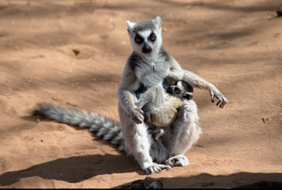 Ring-Tailed Lemur