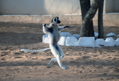 Sifaka