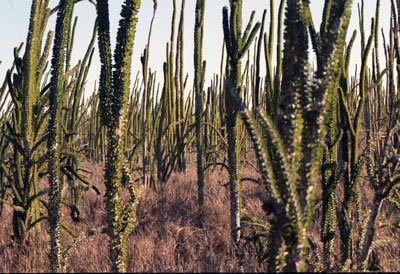 Spiny Forest