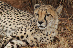 Closeup Cheetah