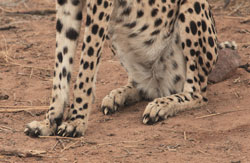 Cheetah Claws