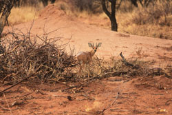 Steenbok