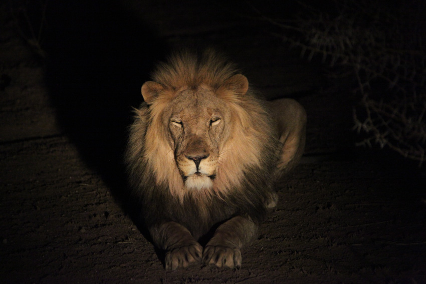 Lion at night