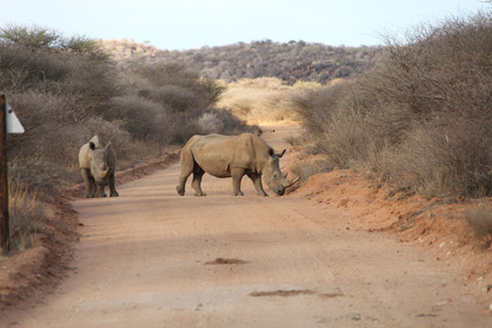 Two Males Crossing the Road