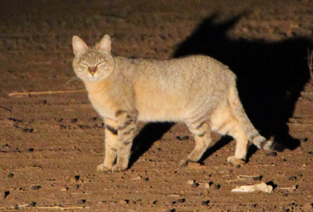 African Wildcat at night