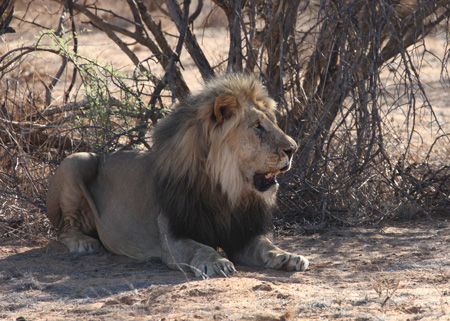 Male Lion