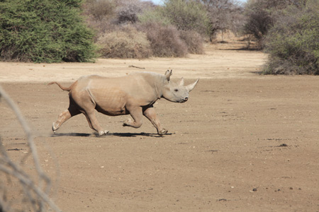 Running Black Rhino