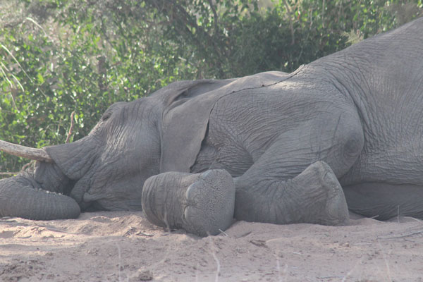 Elephant lying down