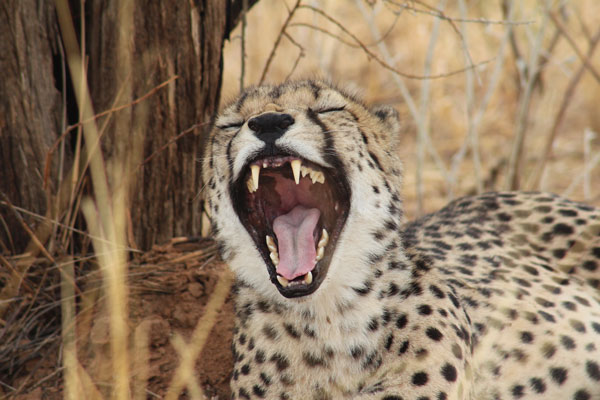 Yawning female