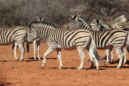 Plains Zebra