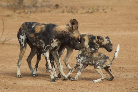 Mother and Pup