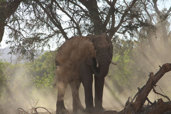 Elephant Taking Dustbath