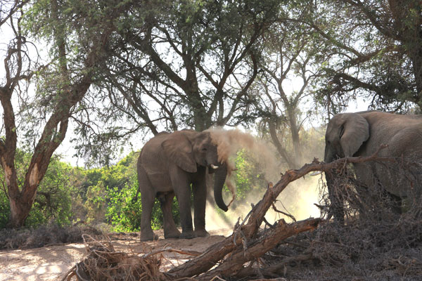 Elephant Taking Dustbath