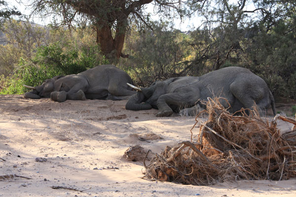 Elephant lying down