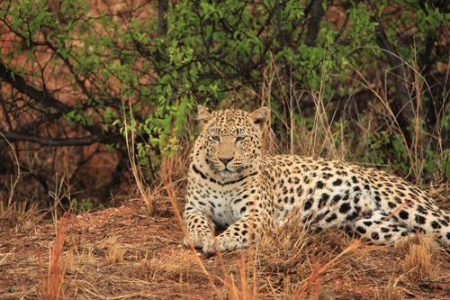 Mother Leopard