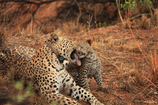 Mother Licking Cub