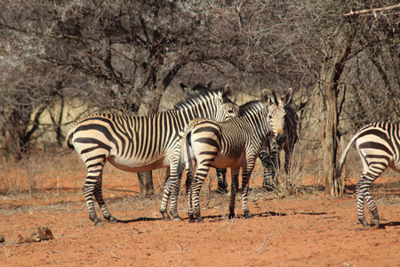 Hartmann's Mountain Zebra