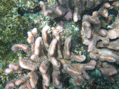 Corals