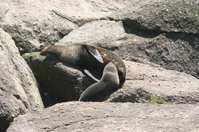Seals