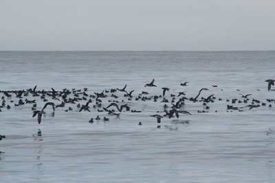 Shearwater