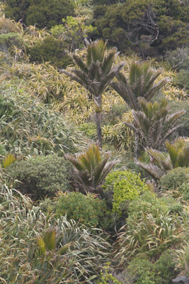 Tree Ferns