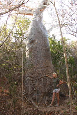 Baobab