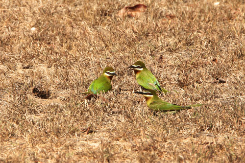 Bee-eaters