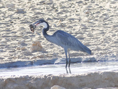 Black-headed Heron