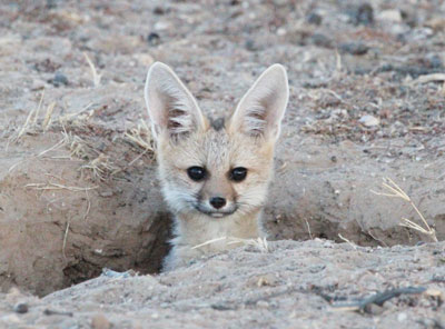 Cape Fox Cub