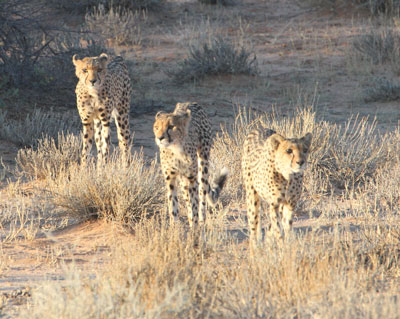 Cheetahs